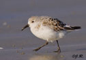 Calidris alba